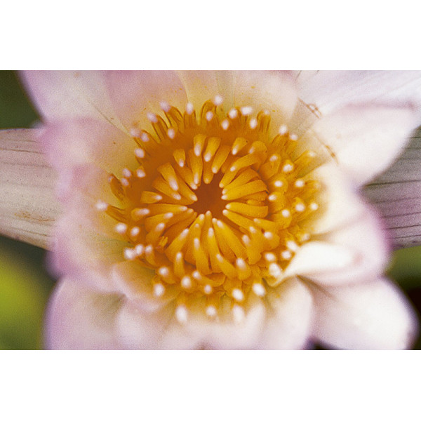 Світлофільтр B+W Clouse UP NL-10 Macro 37