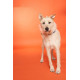 Фон Savage Widetone Orange 2.18 x 11 m