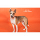 Бумажный фон BD Tangerine 2.72 x 11м - BD152A1