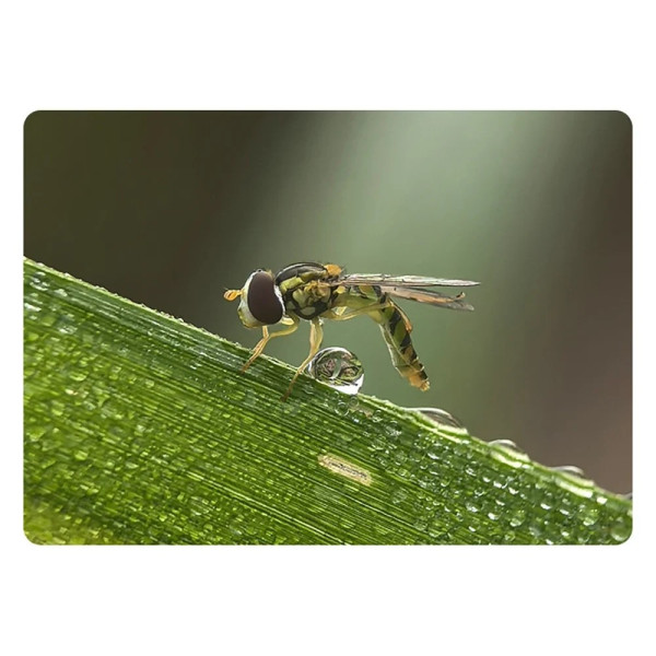 Макрообъектив для телефона 45-85мм профессиональный Kase Master Macro Plus