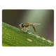Макрообъектив для телефона 45-85мм профессиональный Kase Master Macro Plus