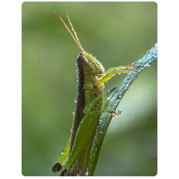 Макрообъектив для телефона 45-85мм профессиональный Kase Master Macro Plus