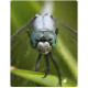 Макрообъектив для телефона 45-85мм профессиональный Kase Master Macro Plus