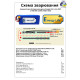 Аккумуляторная сборка 2S4P Energy Life 20000 мАч EVE 21700-EVE50E Li-Ion 12AWG XT60-F (002)
